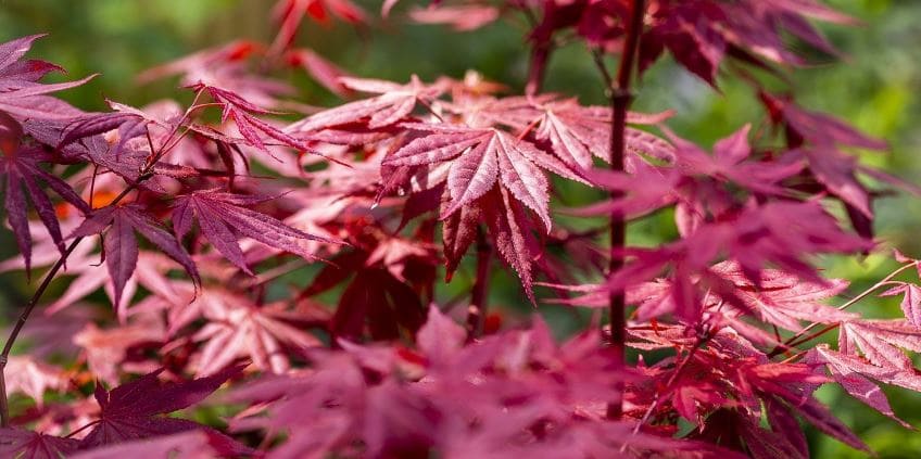 arce japones o acer palmatum