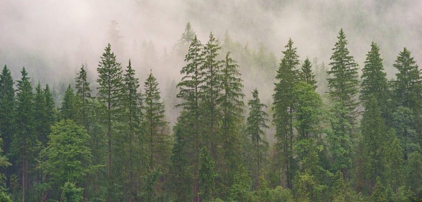 bosque boreal de coniferas