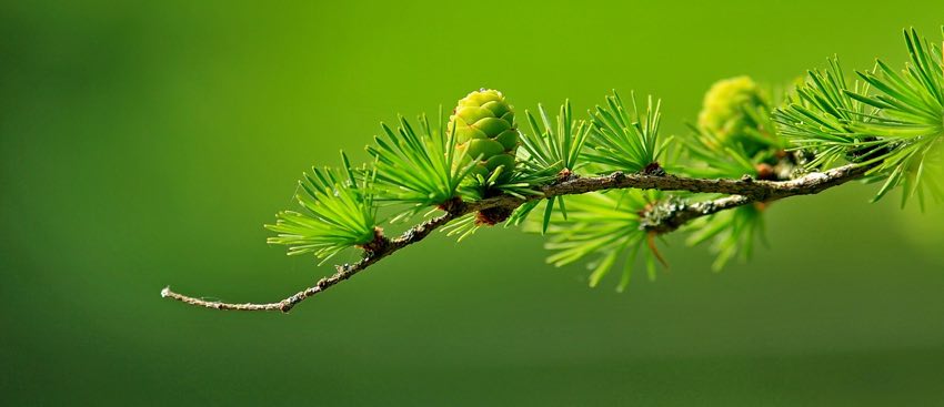 plantas coniferas que son