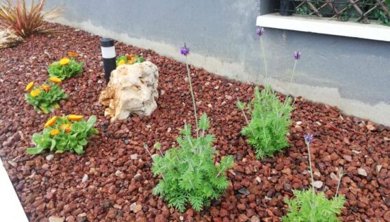 ajardinamiento plantas admiten salinidad-jardineria loiu