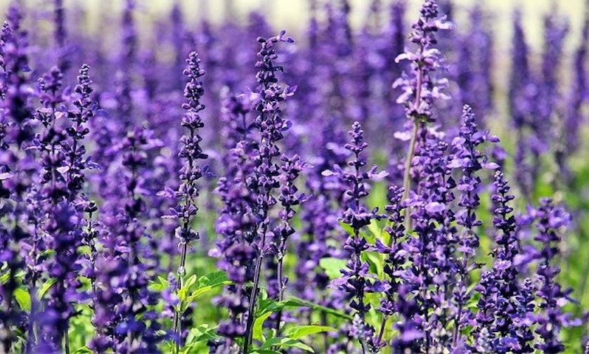 Cuidados de la Lavanda: la planta aromática por excelencia - Jardineria Loiu