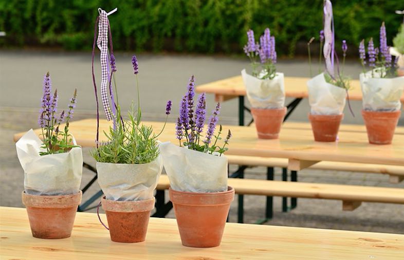 Cuidados de la Lavanda: la planta aromática por excelencia - Jardineria Loiu