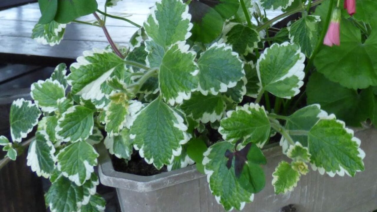 El incienso, la planta de los reyes magos y los rituales - Jardineria Loiu El incienso, la planta de los reyes magos y los rituales - Jardineria Loiu