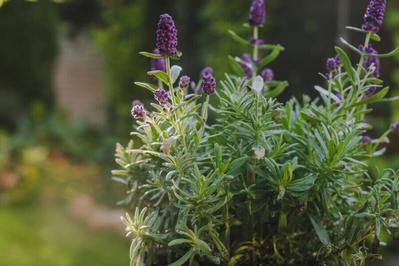 planta lavanda antimosquitos