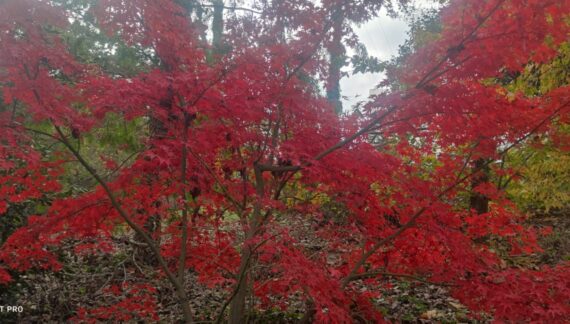 arce japones cuidados jardineria