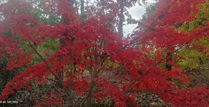 arce japones cuidados jardineria