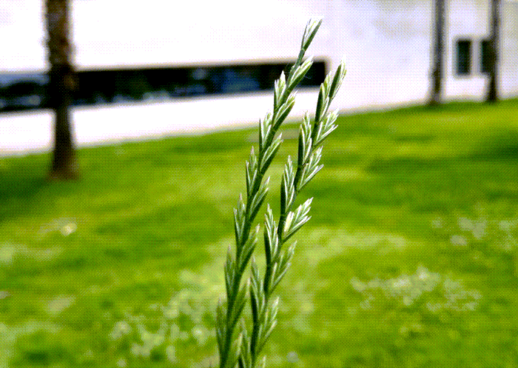 Ballico perenne planta absorbente de metales pesados