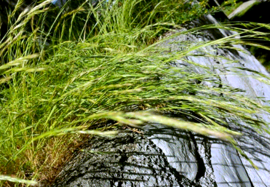 Festuca alta descontaminantes naturales de suelos