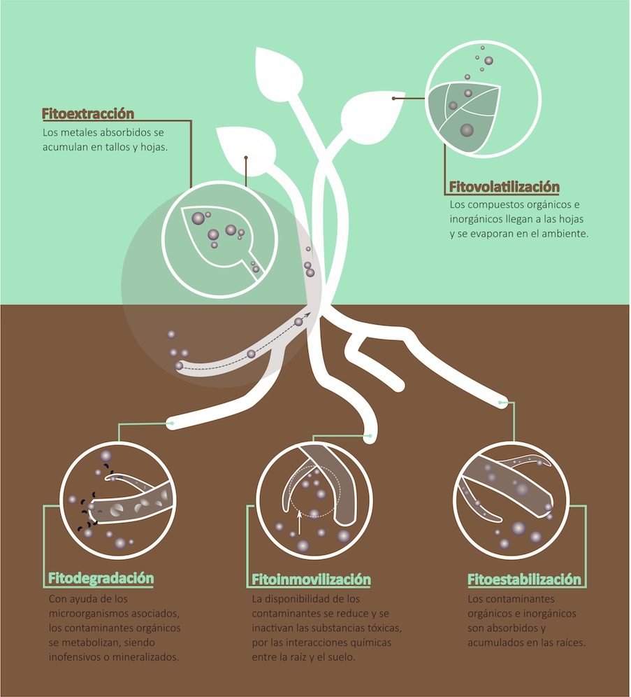 Fitorremediación-Angélica-Zambrano