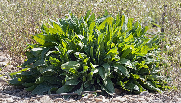 Planta silvestre acedera