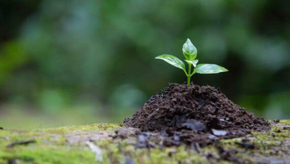 Plantas que absorben metales pesados y descontaminan suelos