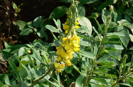 crotalaria plantas descontaminantes de suelo