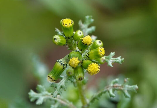 senecio vulgaris plantas devoradoras de metales