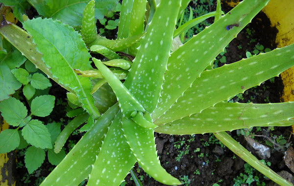 aloe vera propiedades plantas medicinales