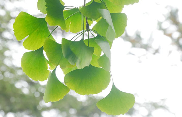 ginko biloba medicamentos vegetales