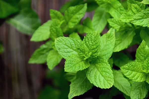 menta planta medicinal